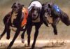 Carreras de galgos: Congreso volverá a debatir su prohibición tras nuevas postergaciones esta semana