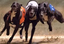 Carreras de galgos: Congreso volverá a debatir su prohibición tras nuevas postergaciones esta semana