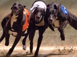 Carreras de galgos: Congreso volverá a debatir su prohibición tras nuevas postergaciones esta semana