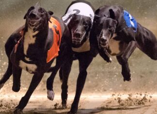Carreras de galgos: Congreso volverá a debatir su prohibición tras nuevas postergaciones esta semana