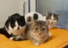 Gatos buscan hogar en Monticello: nueva jornada de adopción llega en el Día del Niño