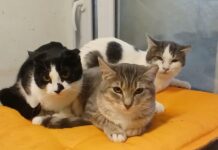 Gatos buscan hogar en Monticello: nueva jornada de adopción llega en el Día del Niño