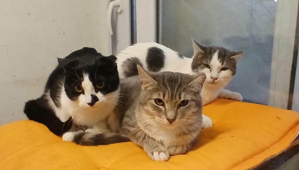 GATOS