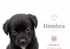 Nueva jornada de adopción de perros se realizará este domingo en Monticello