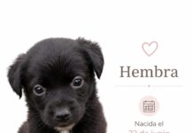 Nueva jornada de adopción de perros se realizará este domingo en Monticello