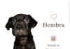 Jornada de adopción invita a encontrar un nuevo hogar para perritos en Monticello