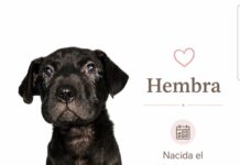 Jornada de adopción invita a encontrar un nuevo hogar para perritos en Monticello