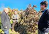 Senador Castro clama ayuda para palteros de Peumo: están golpeados por heladas donde pierden hasta 90% de producción