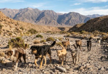 Autoridades coordinan estrategias para abordar ataques de perros de libre deambular en el secano costero de la región
