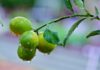 Lluvias intensas podrían afectar la floración y la calidad de la producción frutícola