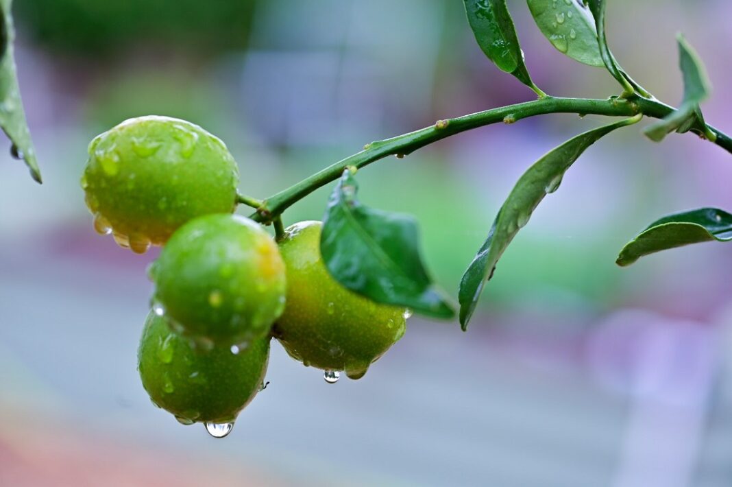 FRUTA-BROTE