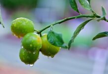 Lluvias intensas podrían afectar la floración y la calidad de la producción frutícola