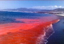 Marea roja: Gobierno declara emergencia preventiva en 15 regiones del país