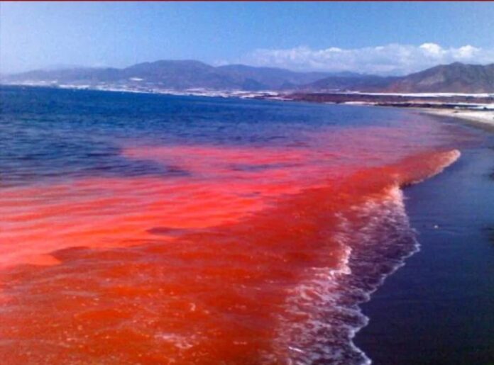 MAREA ROJA