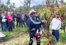 Productores de paltas de O’Higgins recibieron capacitación especializada para enfrentar daños provocados por las heladas